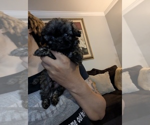 Shih Tzu Puppy for sale in HYATTSVILLE, MD, USA