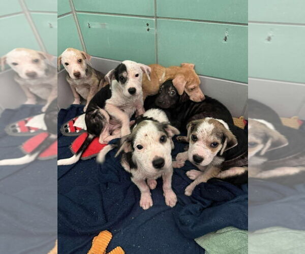 Medium Photo #7 Mutt Puppy For Sale in Lakewood, CO, USA