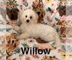 Small #8 Poochon