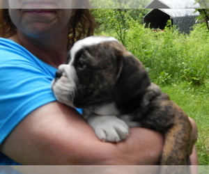 English Bulldog Puppy for sale in MOUNTAIN TOP, PA, USA