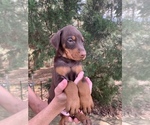 Litter of 9 - Male(s) and Female(s) Doberman PinscherLitter of Puppies for Sale - Photo #8