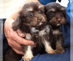 Small Photo #9 Cavapoo Puppy For Sale in CARLISLE, KY, USA