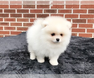 Pomeranian Puppy for sale in DAWSONVILLE, GA, USA