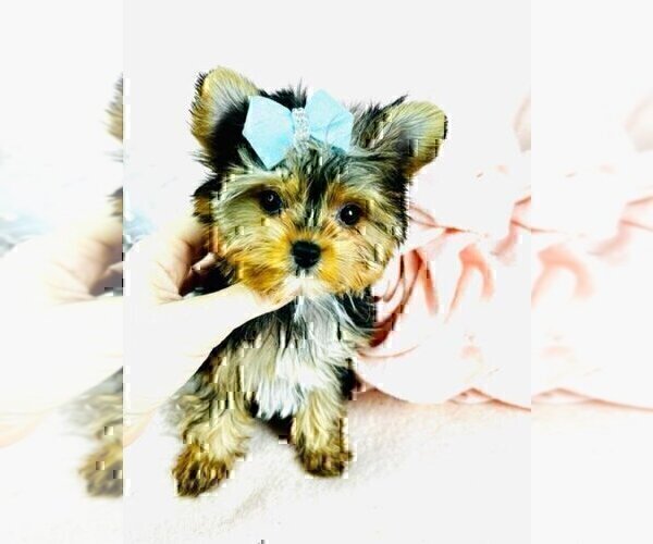 Medium Photo #16 Morkie Puppy For Sale in WEST PALM BEACH, FL, USA