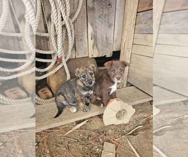 Medium Photo #3 Labrador Retriever-Unknown Mix Puppy For Sale in Aurora, IN, USA