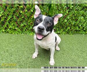 American Pit Bull Terrier-Unknown Mix Dogs for adoption in West Palm Beach, FL, USA