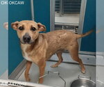 Small German Shepherd Dog Mix