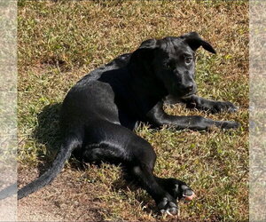 Lila - Female Labrador Retriever-Unknown Mix Dog for Adoption - Photo #3
