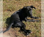 Small Photo #3 Labrador Retriever-Unknown Mix Puppy For Sale in Alexander, AR, USA