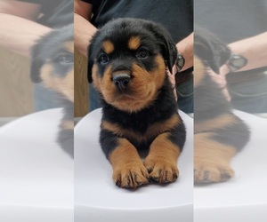 Rottweiler Puppy for sale in HOPKINTON, IA, USA
