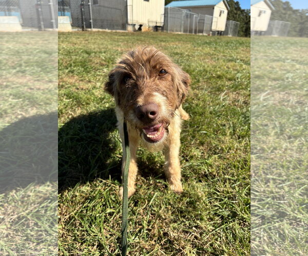 Medium Photo #7 Poodle (Standard)-Unknown Mix Puppy For Sale in Pacolet, SC, USA