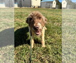 Small Photo #7 Poodle (Standard)-Unknown Mix Puppy For Sale in Pacolet, SC, USA