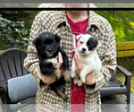 Small #1 Borador