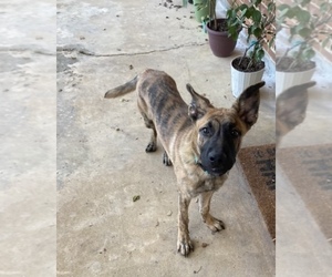Boxer-German Shepherd Dog Mix Puppy for sale in MEM, TN, USA