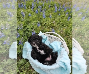 Cockapoo Puppy for sale in COLLEGE STA, TX, USA