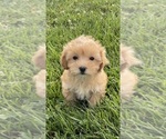 Small #3 Coton de Tulear-Poodle (Toy) Mix