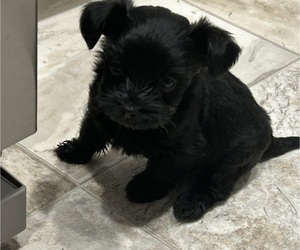 Poodle (Toy)-Yorkshire Terrier Mix Puppy for Sale in NORTH AUGUSTA, South Carolina USA