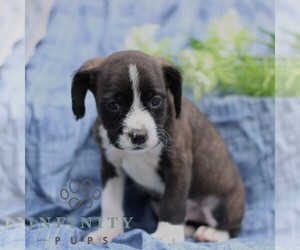 Boston Terrier-Cock-A-Poo Mix Puppy for sale in PORT ROYAL, PA, USA