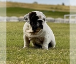 Puppy Biscuit English Bulldog