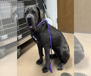 Mutt Dogs for adoption in Norco, CA, USA