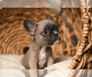 French Bulldog Puppy for sale in SUGAR LAND, TX, USA