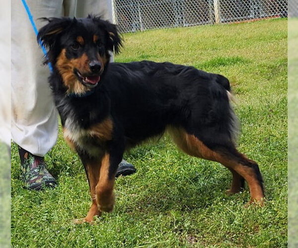 Medium Photo #2 Australian Shepherd-Unknown Mix Puppy For Sale in Wetumpka, AL, USA