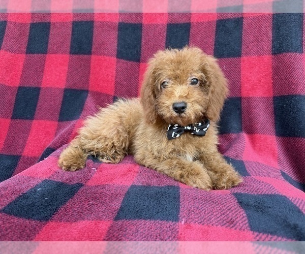 Medium Photo #2 Cock-A-Poo Puppy For Sale in LAKELAND, FL, USA