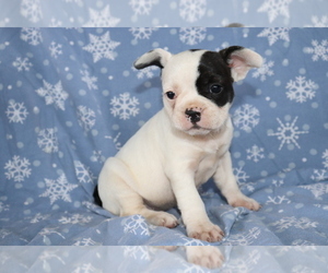 Frengle Puppy for sale in SHILOH, OH, USA