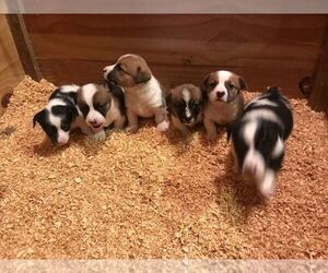 Cojack Puppy for sale in BROOKER, FL, USA