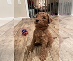 Small Photo #4 Goldendoodle Puppy For Sale in MANASSAS PARK, VA, USA