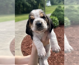 Basset Hound Puppy for sale in DALTON, GA, USA