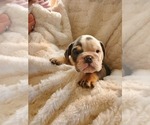 Small Photo #1 English Bulldog Puppy For Sale in ALBUQUERQUE, NM, USA