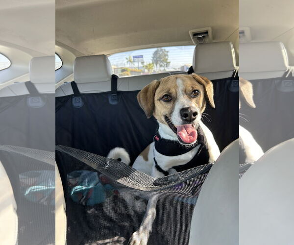 Medium Photo #6 Mutt Puppy For Sale in San Diego, CA, USA
