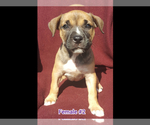 Small Photo #2 American Bandogge-American Bully Mix Puppy For Sale in WILLISTON, FL, USA