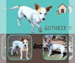 Small Jack Russell Terrier Mix