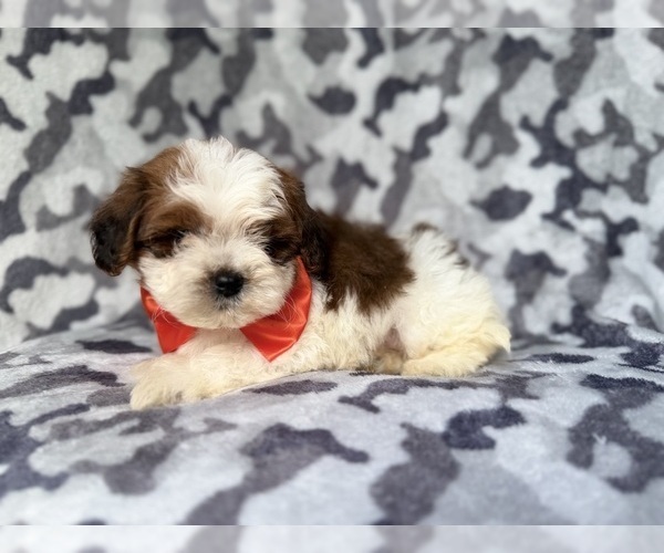 Medium Photo #4 ShihPoo Puppy For Sale in LAKELAND, FL, USA