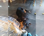 Small #1 Doberman Pinscher