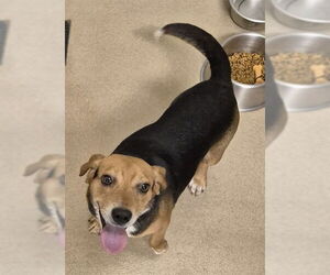 Beagle Dogs for adoption in Decatur, IL, USA