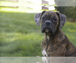Boxer Puppy for sale in SHIPSHEWANA, IN, USA