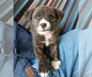 Labrador Retriever-Unknown Mix Dogs for adoption in Aurora, IN, USA