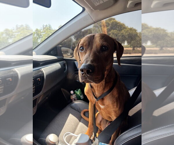 Medium Photo #2 Unknown-Vizsla Mix Puppy For Sale in Dana Point, CA, USA