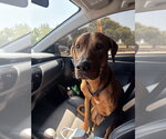 Small #1 Vizsla Mix
