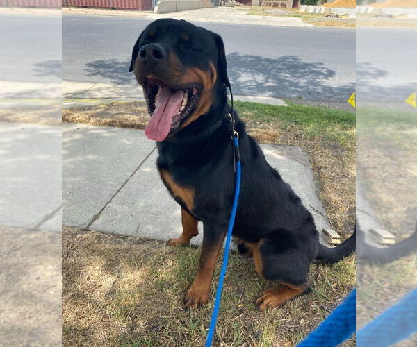 Medium Photo #3 Rottweiler Puppy For Sale in Salt Lake City, UT, USA