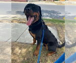 Small #2 Rottweiler