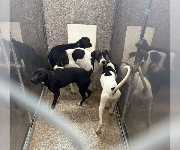 Medium Photo #2 Mutt Puppy For Sale in Martinsburg, WV, USA