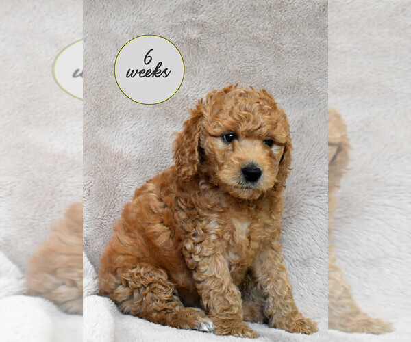 Medium Photo #1 Goldendoodle Puppy For Sale in GRANITE BAY, CA, USA