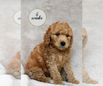 Small Photo #1 Goldendoodle Puppy For Sale in GRANITE BAY, CA, USA