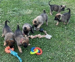 Belgian Malinois Litter for sale in LINCOLNTON, NC, USA