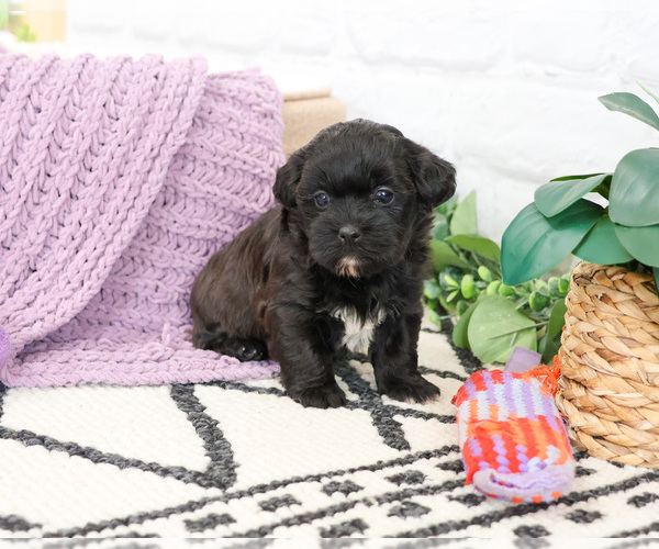 Medium Photo #4 Shih-Poo Puppy For Sale in SYRACUSE, IN, USA