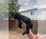 Puppy Light Pink Cane Corso